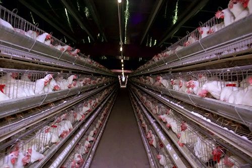 种鸡-(2)_种鸡,肉杂鸡_产品展示_锦州市松山新区跃山种鸡孵化场
