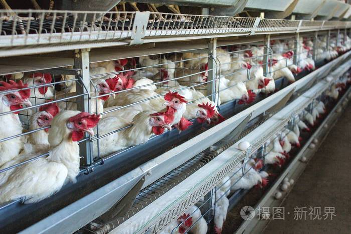 现代养鸡场为白鸡和蛋的养殖多级输送机室内复制空间