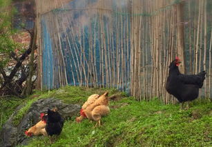 62岁村民投资30万建30余亩养鸡场,养鸡年收入几十万