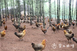 会泽上村乡林下土鸡养殖见成效
