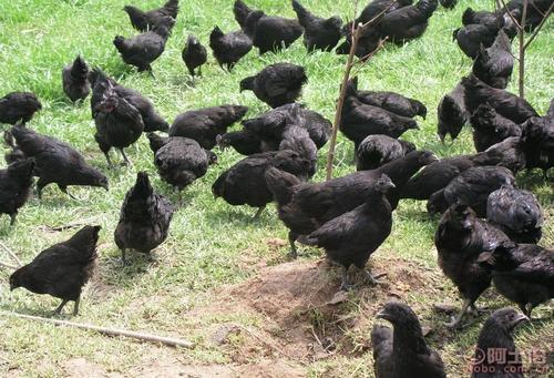 万源旧院黑鸡苗_达州鸡怎么联系-万源市百里坡旧院黑鸡养殖专业合作社
