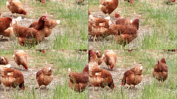 家禽鸡养殖视频素材