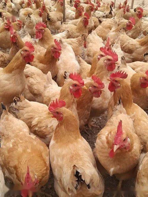发酵中草药添加剂对肉鸡生长性能及生化指标有积极的影响,发酵中草药添加剂产品成本低效果好无抗养殖好助手
